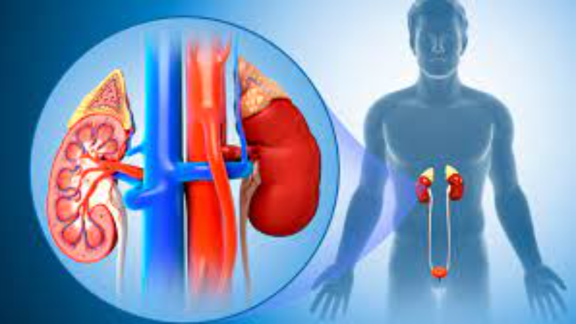 Understanding the kidney infection symptoms