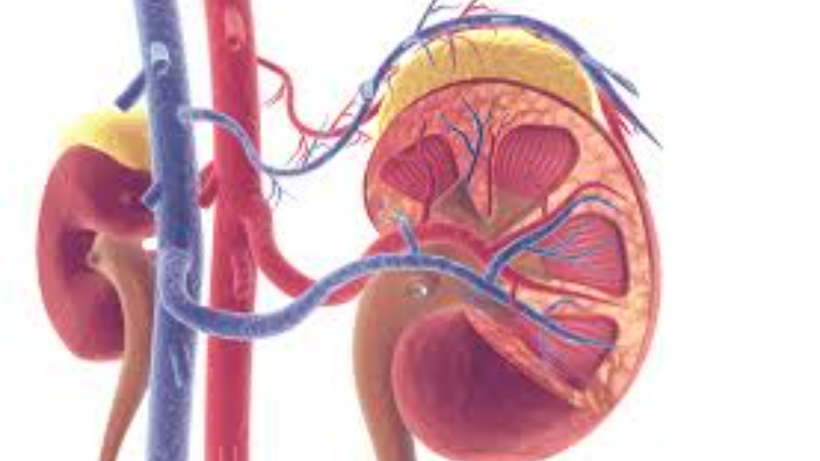 How Do Living Donors Aid Kidney Transplants?